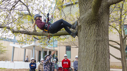 Students in arboriculture learn to climb trees safely during class at the School of Natural Resources. | Craig Chandler, University Communications