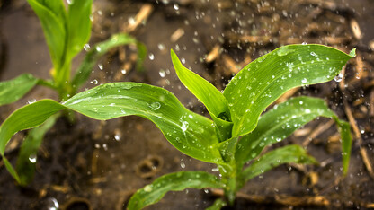 corn irrigation