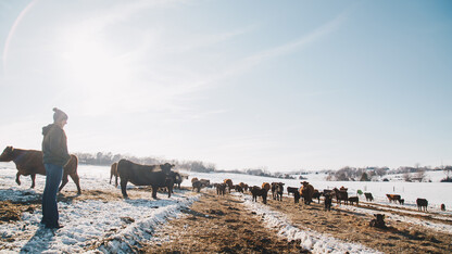 Esch Oak Barn Beef