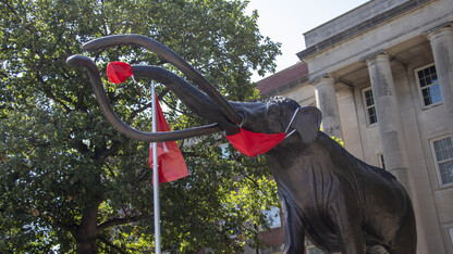 Archie, the woolly mammoth statue outside Morrill Hall, wears a red face covering on his trunk and mouth.