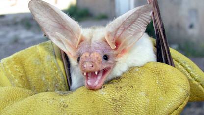 Morrill Hall's Sunday with a Scientist program on Oct. 20 will feature bat research by UNL's Patricia Freeman. Pictured above is a pallid bat (Antrozous pallidus), which has exceptional maneuverability and eats items on the ground.