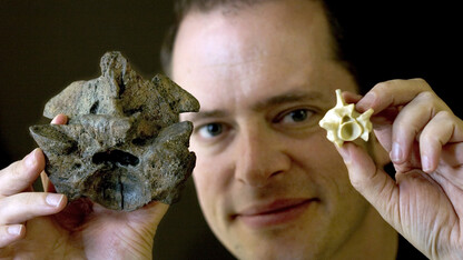 Jason Head, assistant professor in the Department of Earth and Atmospheric Sciences at UNL and curator of vertebrate paleontology in the University of Nebraska State Museum, shows the vertebrae size difference between a modern Anaconda (right) and Titanoboa cerrejonesis (left).