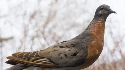 Passenger pigeon specimen