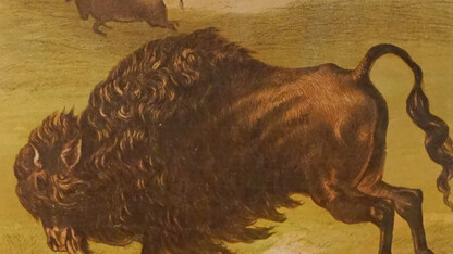 "Bison Herd" by Harrison Weir, 1881