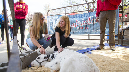 Students pet a 4-day-old milk calf brought to campus by Prairieland Dairy during Husker Food Connection in April 2015. The annual event will be from 10 a.m. to 2 p.m. April 21 at the Nebraska Union Plaza on City Campus.