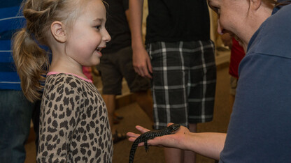 A young visitor learns more about salamanders during a live animal encounter with the Nebraska Game and Parks Commission's Project WILD during "Archie's Late Night Party" in 2015 at Morrill Hall.