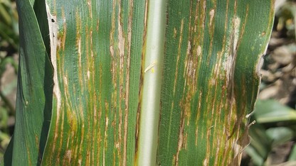 Bacterial leaf streak of corn has been confirmed in Nebraska.