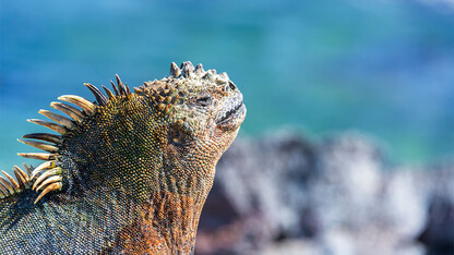 Morrill Hall will host the traveling exhibition "Galapagos" from March 3 through Aug. 6.