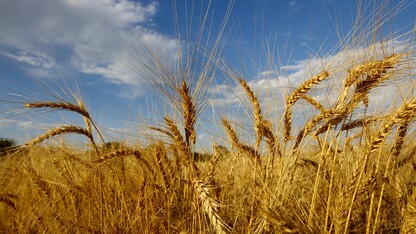 The University of Nebraska-Lincoln is part of a new $6.6 million national research initiative involving cover crops.