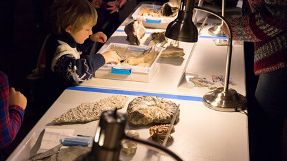 Visitors interact with real museum specimens during a previous Dinosaurs and Disasters event. The 2019 event is 9:30 a.m. to 4:30 p.m. Feb. 2 at Morrill Hall.
