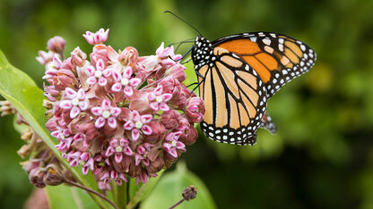 Butterfly on milkweed plant