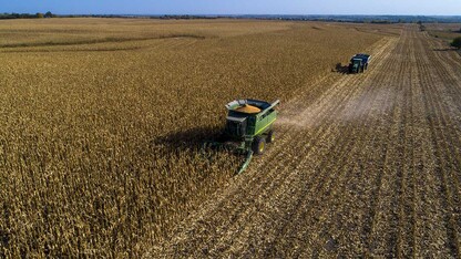 Combine harvesting corn