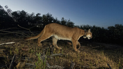 A mountain lion with a collar on the prowl