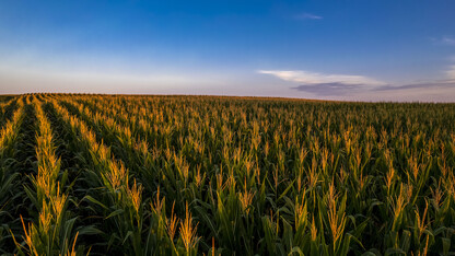 The sun rises over a cornfield.