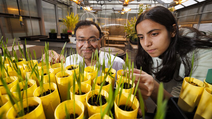 Shaonpius Mondal and Sofiya Arora, a master’s student, look at wheat seedlings in little yellow pots.