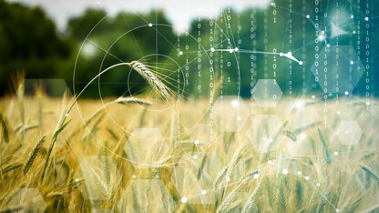 Close-up of wheat plants with binary code streaming onto them.