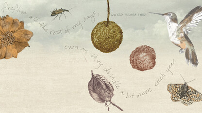 Illustration with hummingbird, moth, firefly, seeds and winding handwriting.