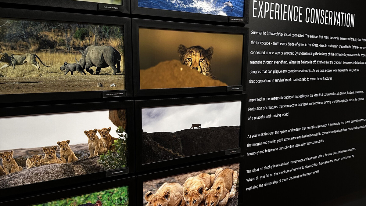 Several wildlife photos are seen next to a paragraph with the header "Experience conservation."