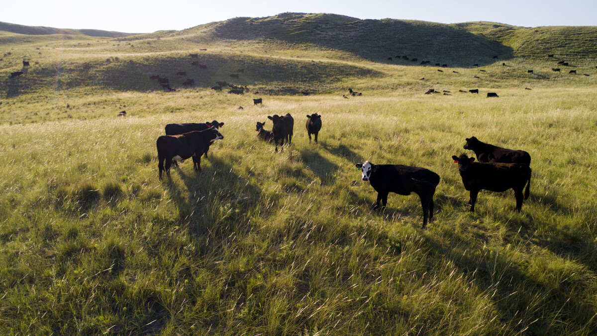 Cattle stand in a field in the Nebraska Sandhills.