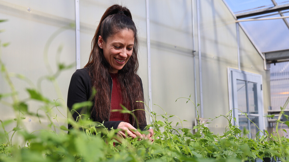 Kristina Alas inspects the health and growth of new hops plants.