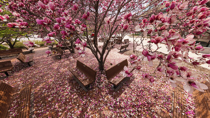 Saucer Magnolia trees bloom outside of the Lied Center.