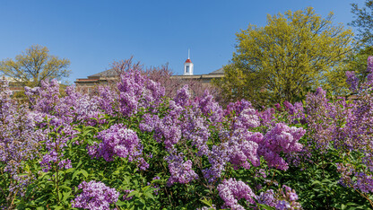 Lilacs frame the Love Library cupola in spring 2023.