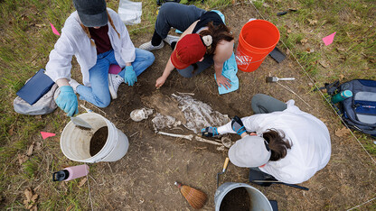 Sophia Huss, Tori Markwell and Zoe Durand work to excavate a plastic skeleton representing a apparent crime victim at a forensic anthropology site. 