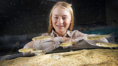 Ella Humphrey, a sophomore in Fisheries and Wildlife, is researching the Bigmouth Shiner in multiple tanks in the Aquatic Biodiversity and Conservation (ABC) Lab.