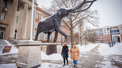 Museum guests walk under Archie the Mammoth.