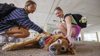 Remington, a therapy dog, stretches out as students (from left) Natalie Roberts and Taylor Pierce lean in for a pet under the Love Library link on May 14. Therapy dogs from Domesti-PUPS have been on campus all week to help students destress as they study for and complete final exams.