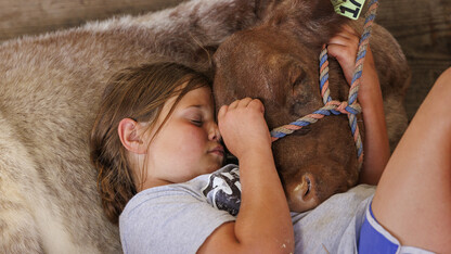 A young girl sleeps with her calf during a quiet moment at the Polk County Fair.