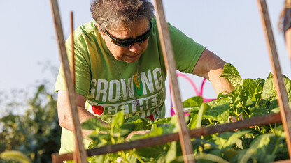 A person harvesting a garden is visible through leaves and garden lattice.