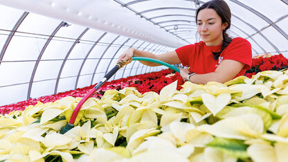 A women waters white poinsettias.