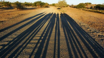  Shadows of Natural Resources students and faculty who went on a summer study abroad trip stretch across an African road. The program, led by Mark Pegg and Larkin Powell, featured study of the ecology of Namibia.