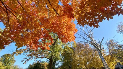 Autumn trees