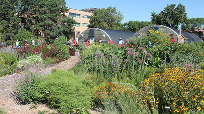 Backyard Farmer garden