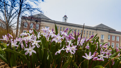 Flowers in front of Love Library