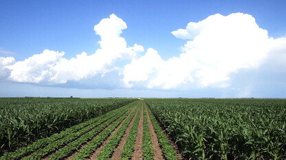 Corn Field