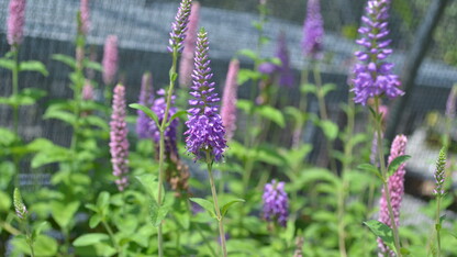 The NSA spring plant sales feature native perennials, trees and shrubs. 