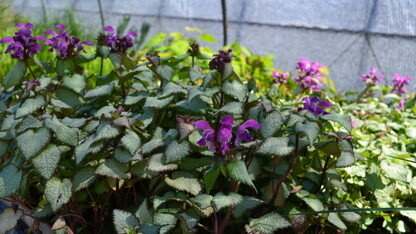 The Nebraska Statewide Arboretum will host five plant sales in June. 