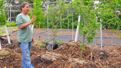 Laurence Ballard talks about the two Flower of Kent apple trees which are genetic duplicates to the one by UNL's Behlen Hall. The trees, which are believed to be duplicates of the apple tree that inspired Isaac Newton to develop his theory on gravity, have been replanted by Jorgensen Hall.