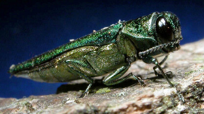 Emerald ash borer