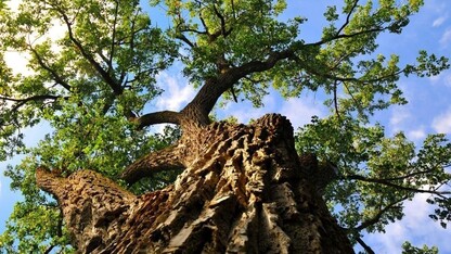 Trunk-side view of the Eastern Cottonwood located in the heart of the University of Nebraska–Lincoln's Maxwell Arboretum.