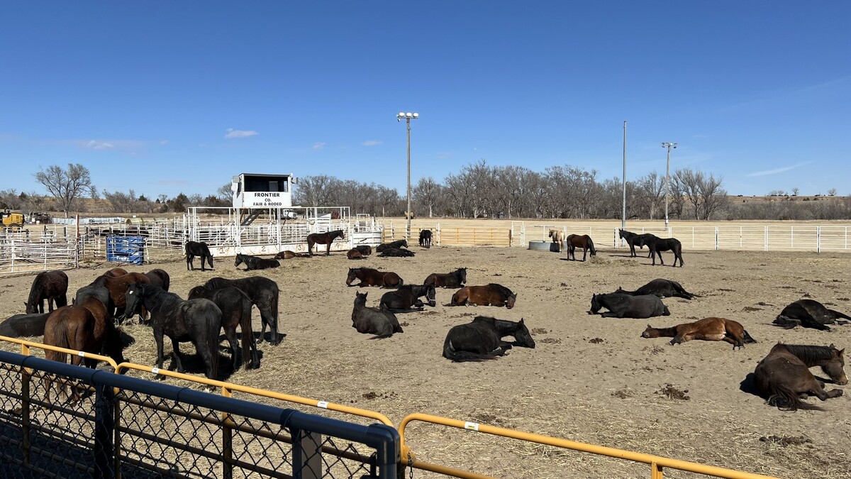 Horses rest in a pen after being saves from a wildfire in western Nebraska.