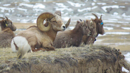 Bighorn sheep