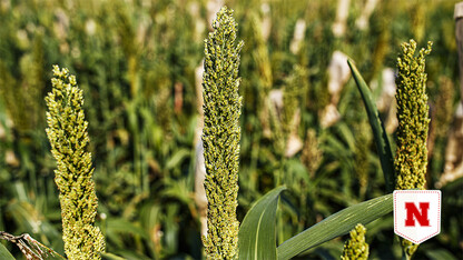 Sorghum field