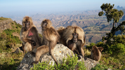 Gelada monkeys