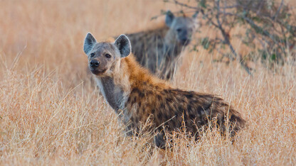 Spotted hyena