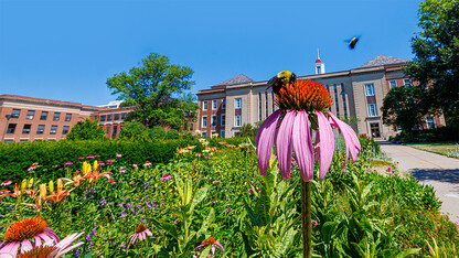 Bees pollinating flowers on campus