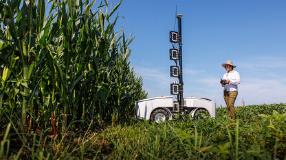 Lina Lopez-Corona uses a remote control to drive a four-wheeled robot into a field of corn